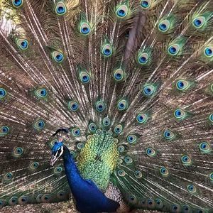 Meet your Posher, Carrie